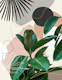 Ficus Fan Palm Finesse 1