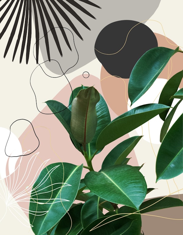 Ficus Fan Palm Finesse 1