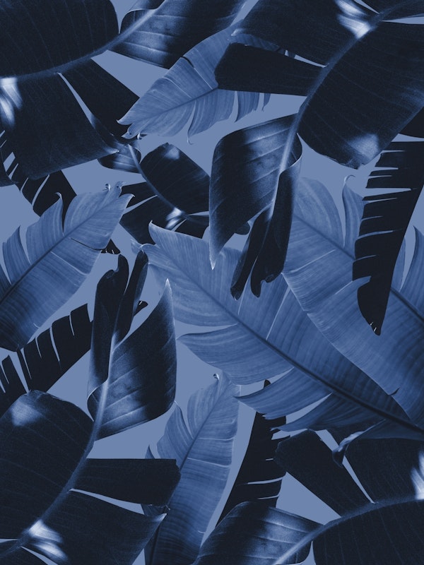 Banana Palm Leaves Jungle 3