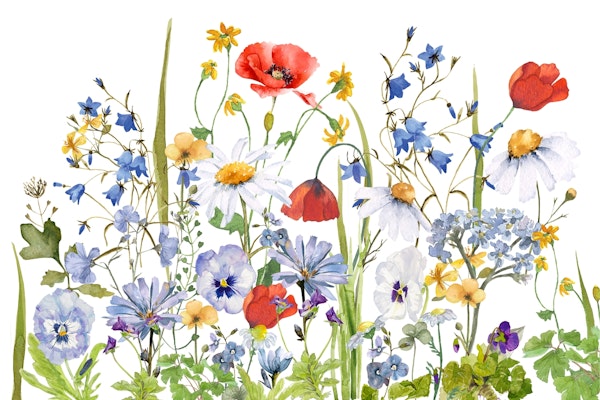 Colorful Midsummer Meadow