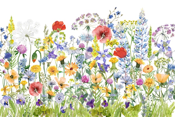 Colorful Midsummer Meadow 2