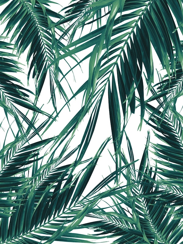 Palm Leaves Jungle Vibes 3