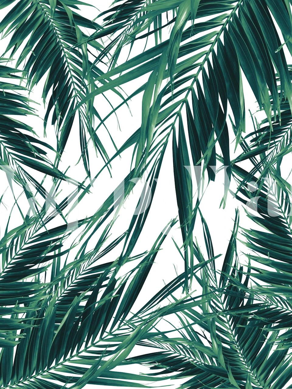 Tropiska palmblad fototapet från Happywall
