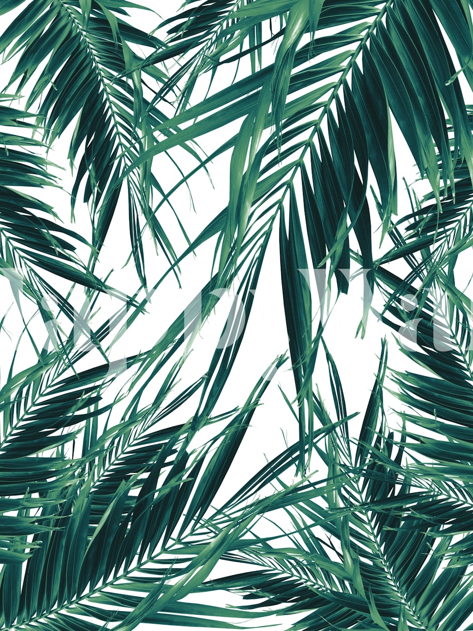 Green palm leaves on white background wallpaper