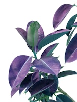 Ficus Elastica Glam 2 ταπετσαρία