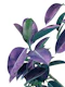 Ficus Elastica Glam 2