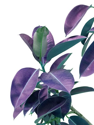 Τοιχογραφία