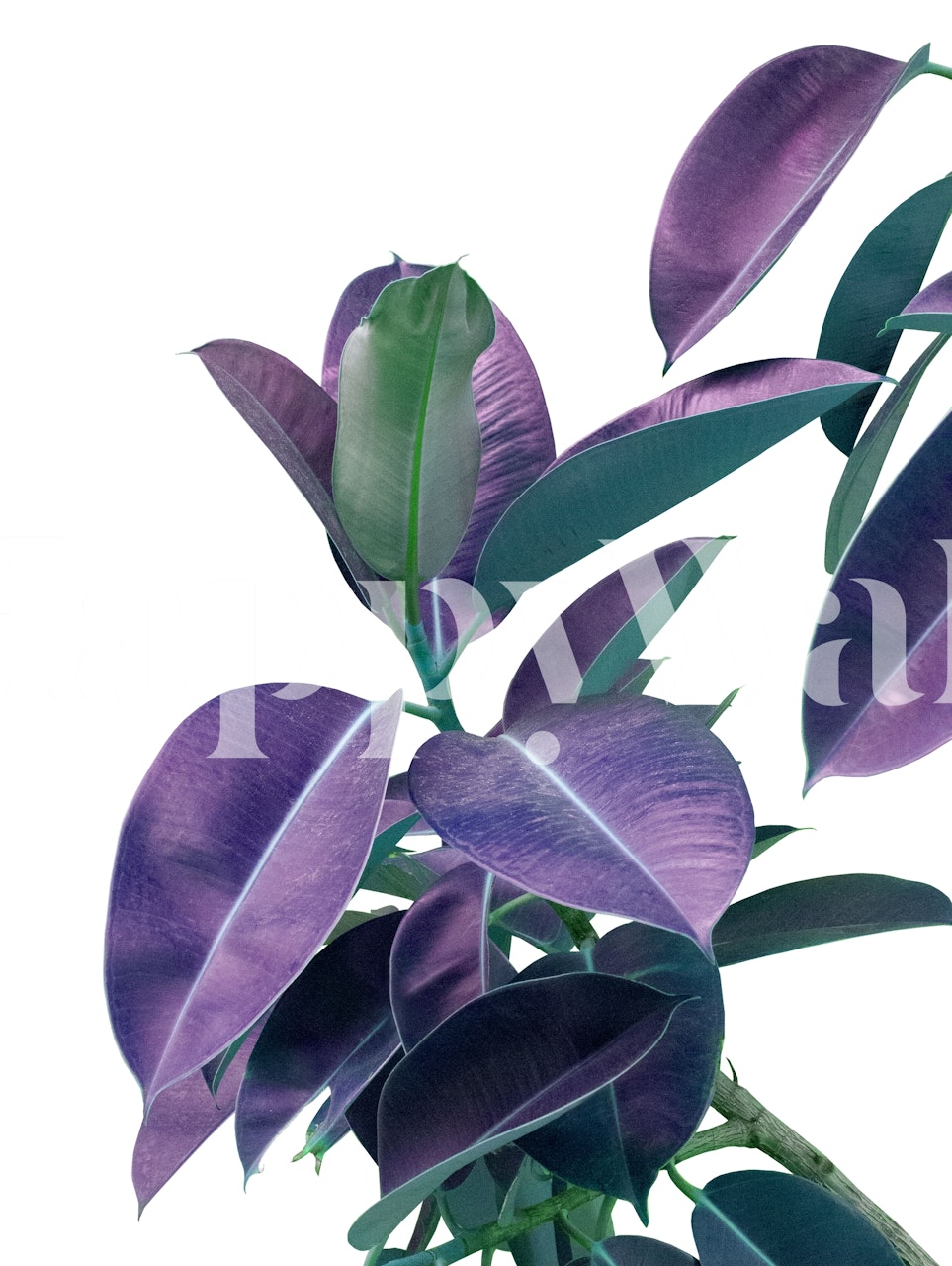 Ficus Elastica Glam 2 wallpaper displayed in a room