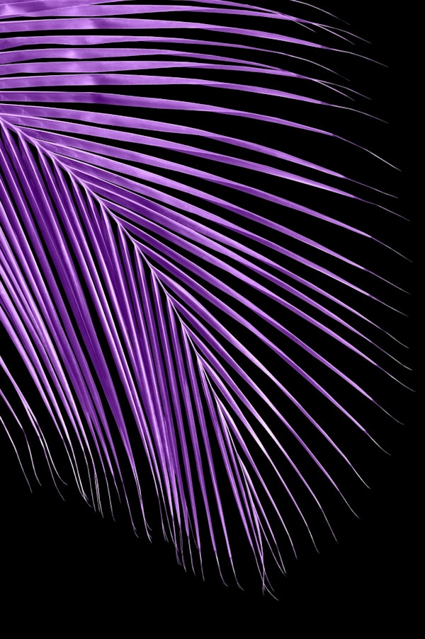 Minimal Purple Black Palm 1