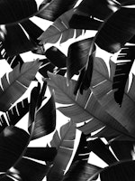 Banana Palm Leaves Jungle 4 tapetit