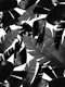 Banana Palm Leaves Jungle 4