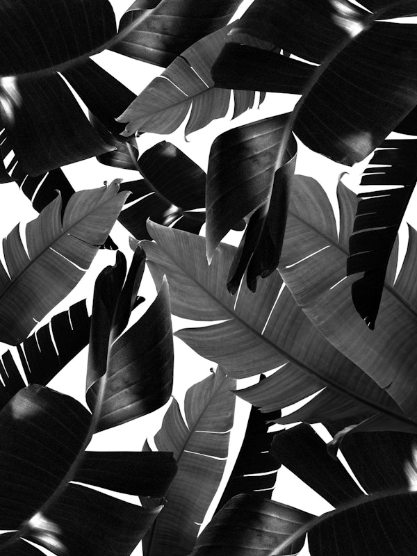 Banana Palm Leaves Jungle 4