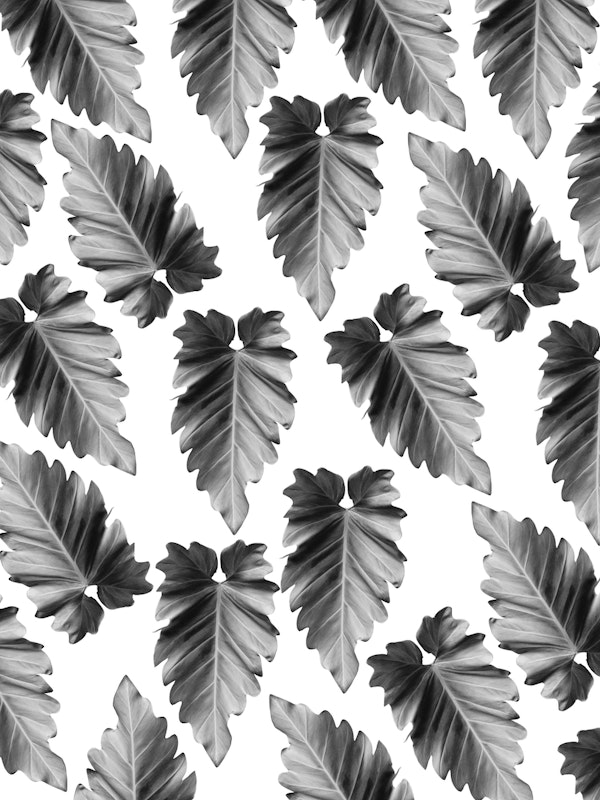 Elephant Ear Alocasia Dream 2