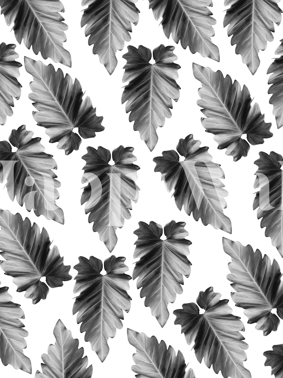 Tapetdesign Elephant Ear Alocasia Dream 2