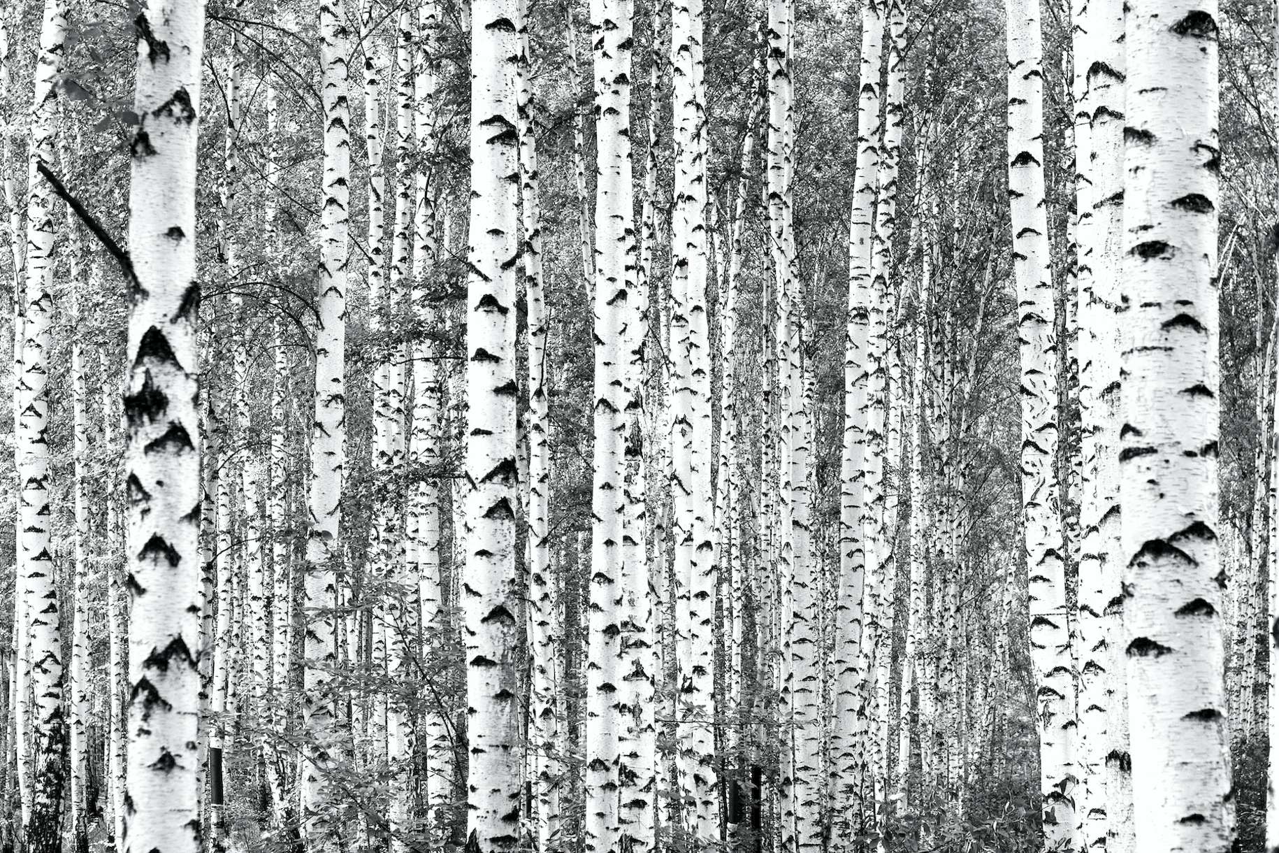 Birch trees black and white wallpaper Happywall