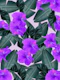 Hibiscus Jungle Leaves Dream 2