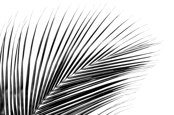 Minimal Black White Palm 1