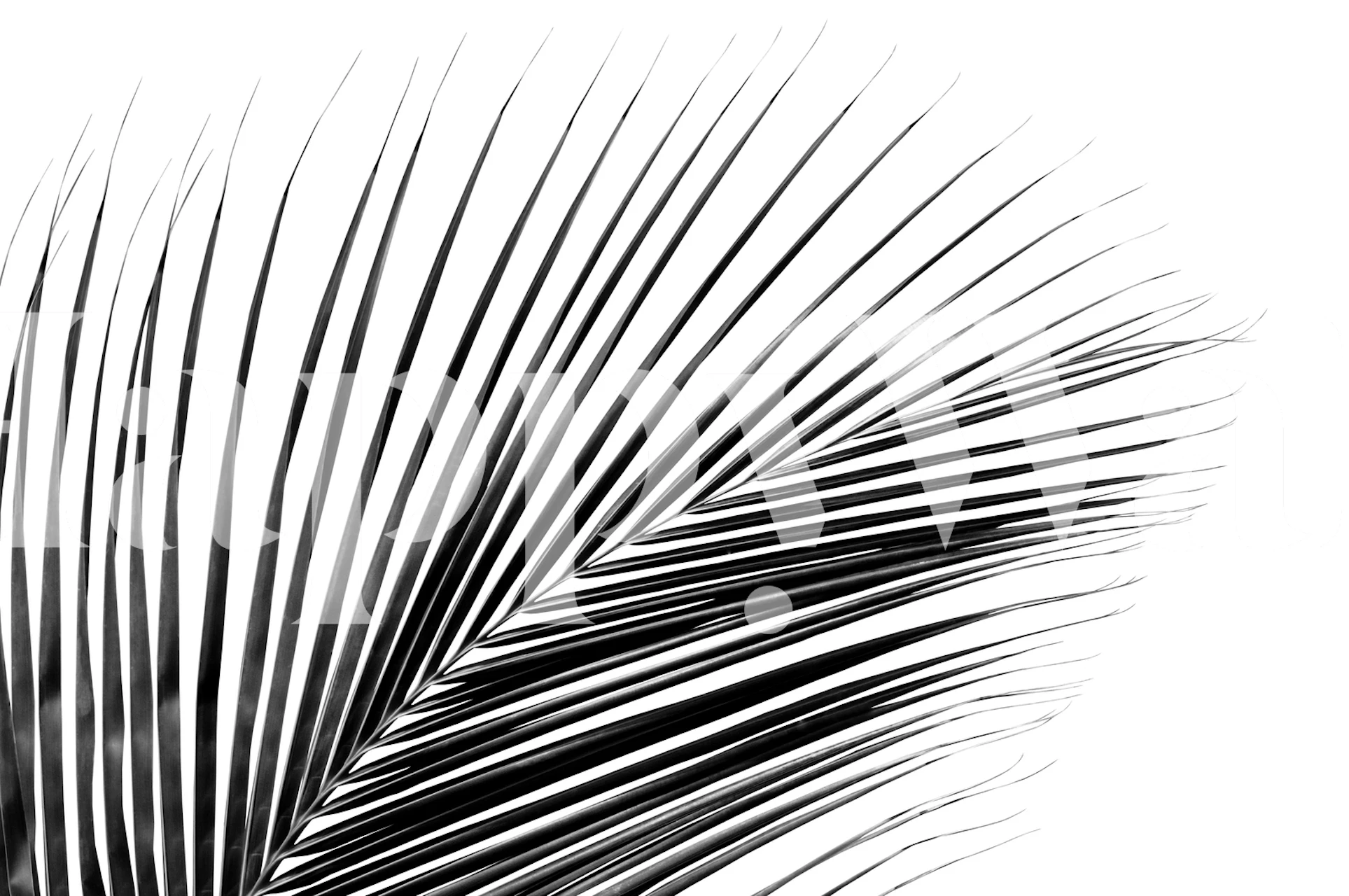 Zwart-wit minimalistische palmblad muurschildering