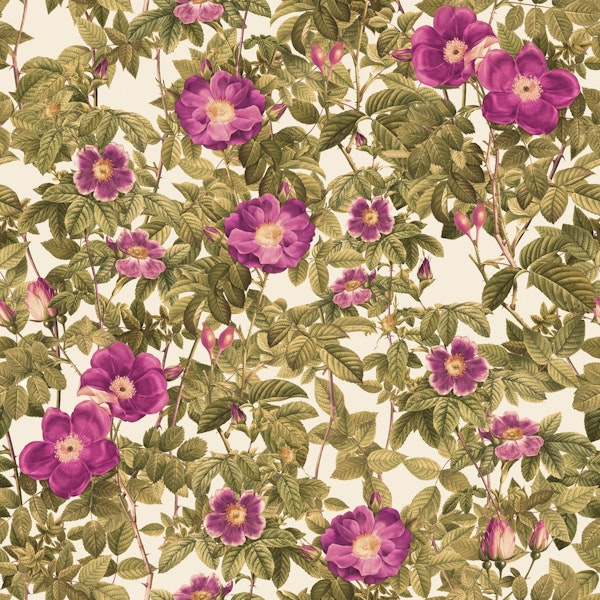 Vintage Climbing Purple Roses