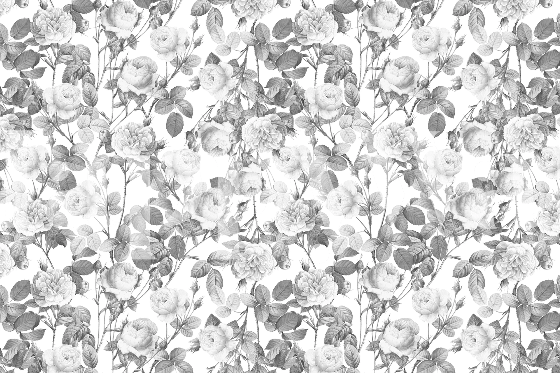 Tyylikäs yksivärinen valkoinen vintage ruusu seinämaalaus