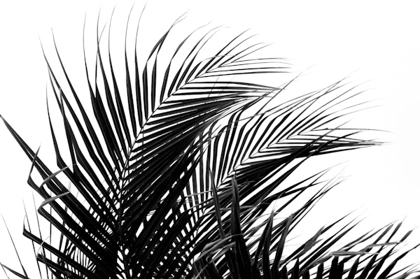 Black White Palm Leaves 1