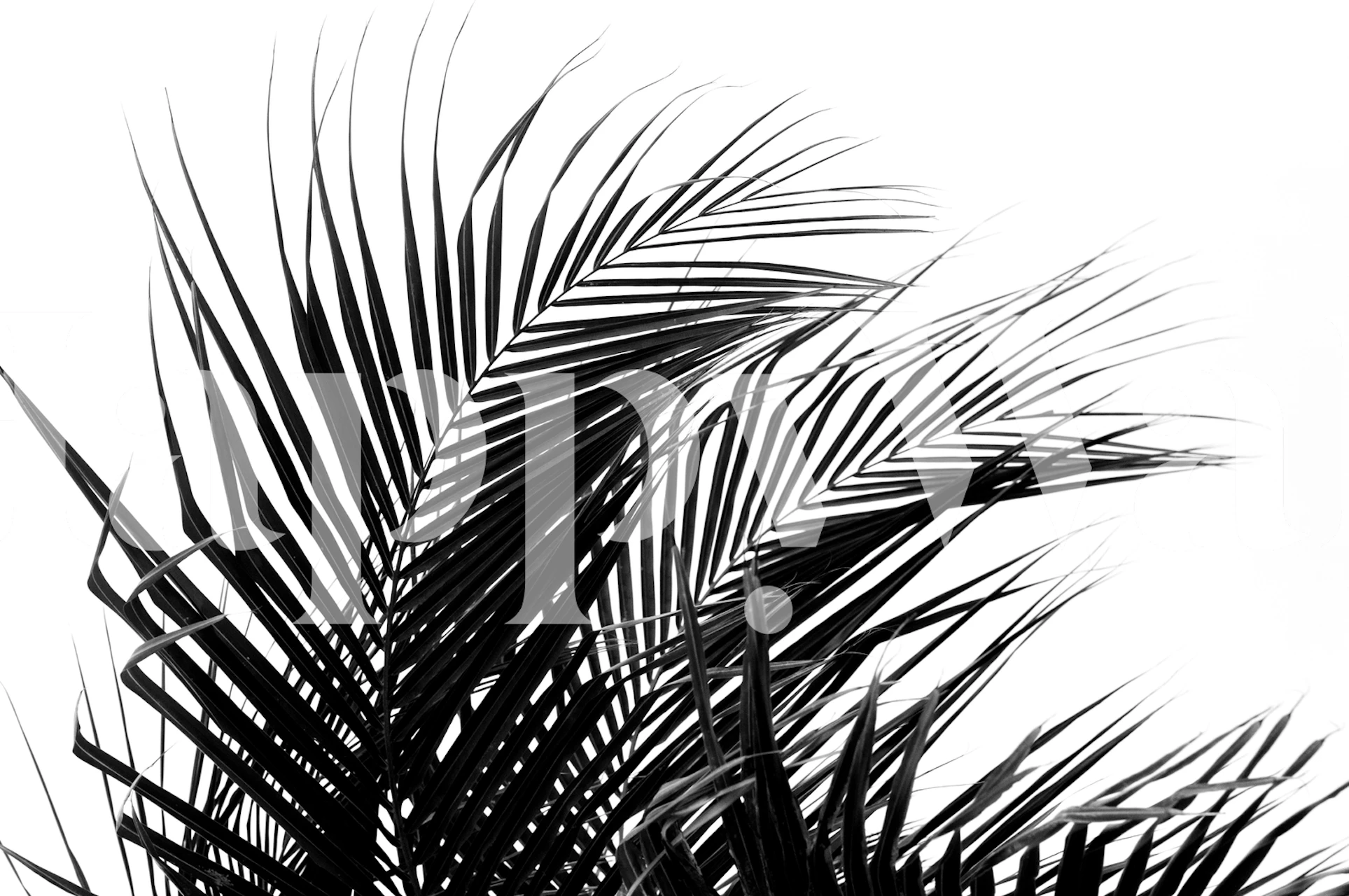 Black and white palm leaves wallpaper with sleek lines and botanical pattern