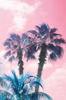 Caribbean Palm Trees Summer 1 tapeta