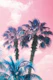 Caribbean Palm Trees Summer 1
