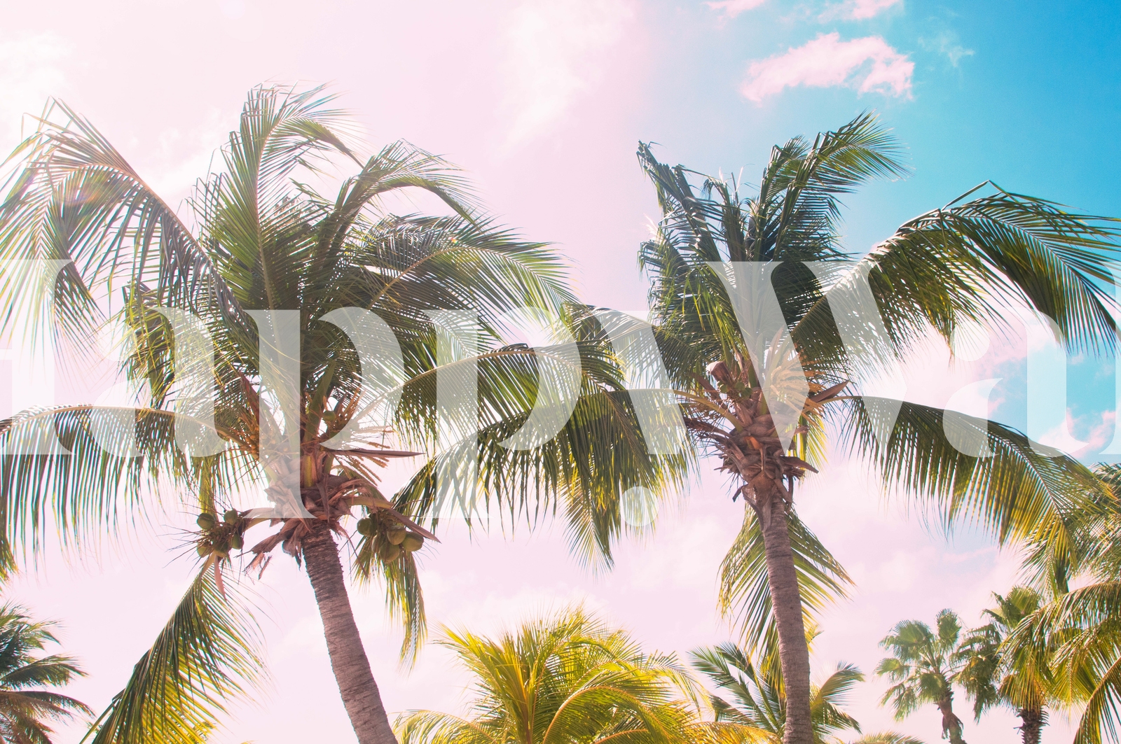 Caribbean Palm Trees Beach 1 Wallpaper - Happywall.com