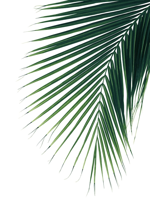 Minimal Palm Leaf Finesse 2
