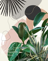 Ficus Snake Plant Fan Palm 1 wallpaper