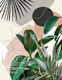 Ficus Snake Plant Fan Palm 1