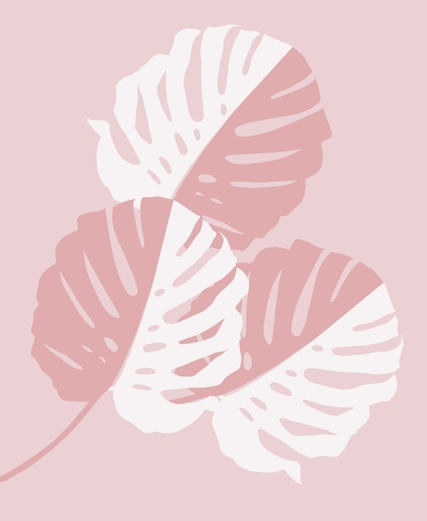 Monstera Delicious 2