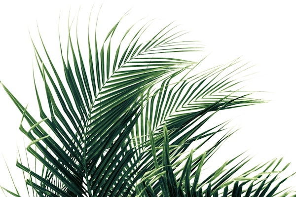 Tropical Green Palm Leaves 1