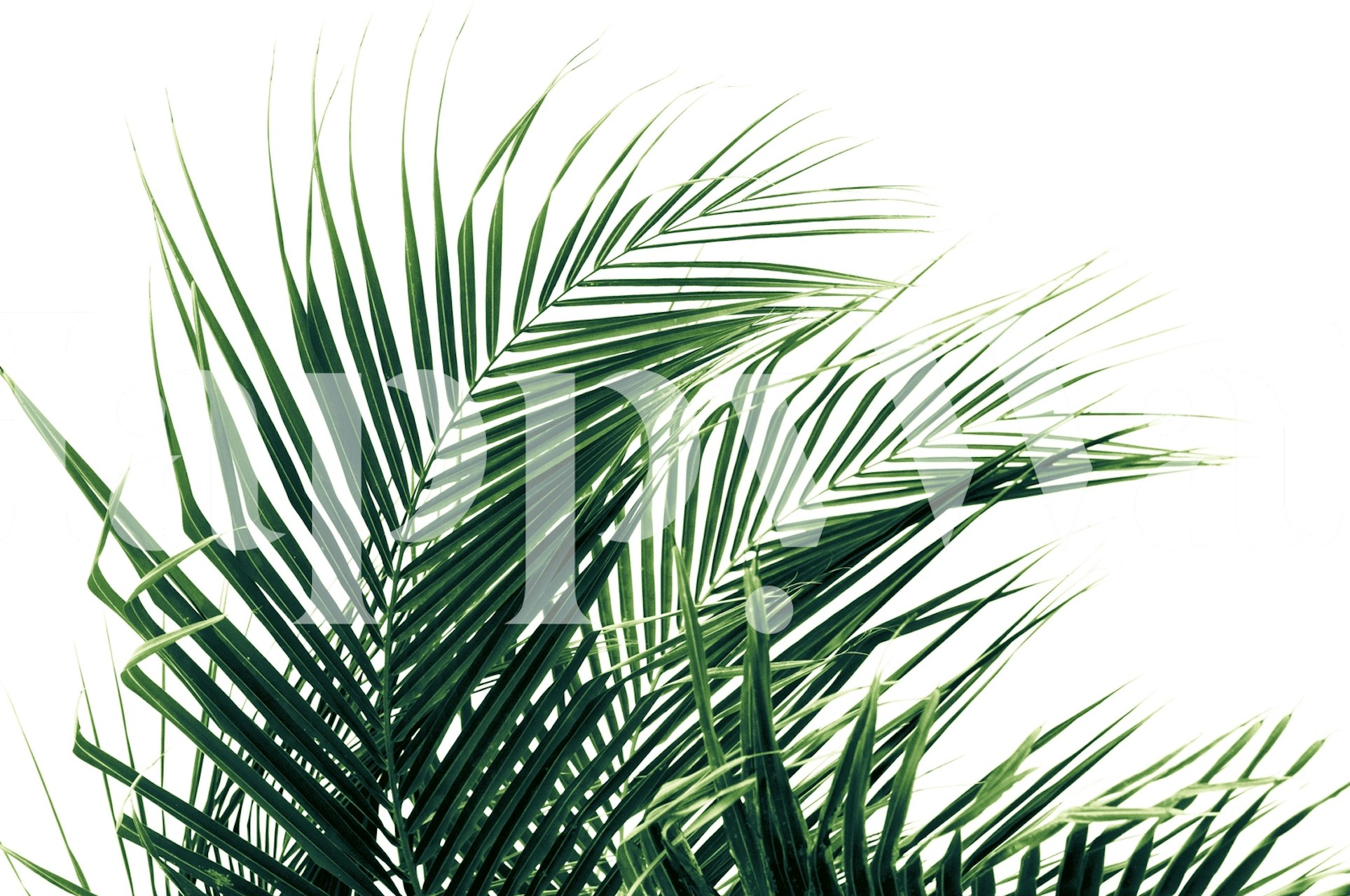 Tropical green palm leaves on a white background wallpaper