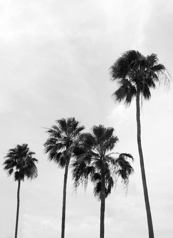Palm Trees Delicado 1