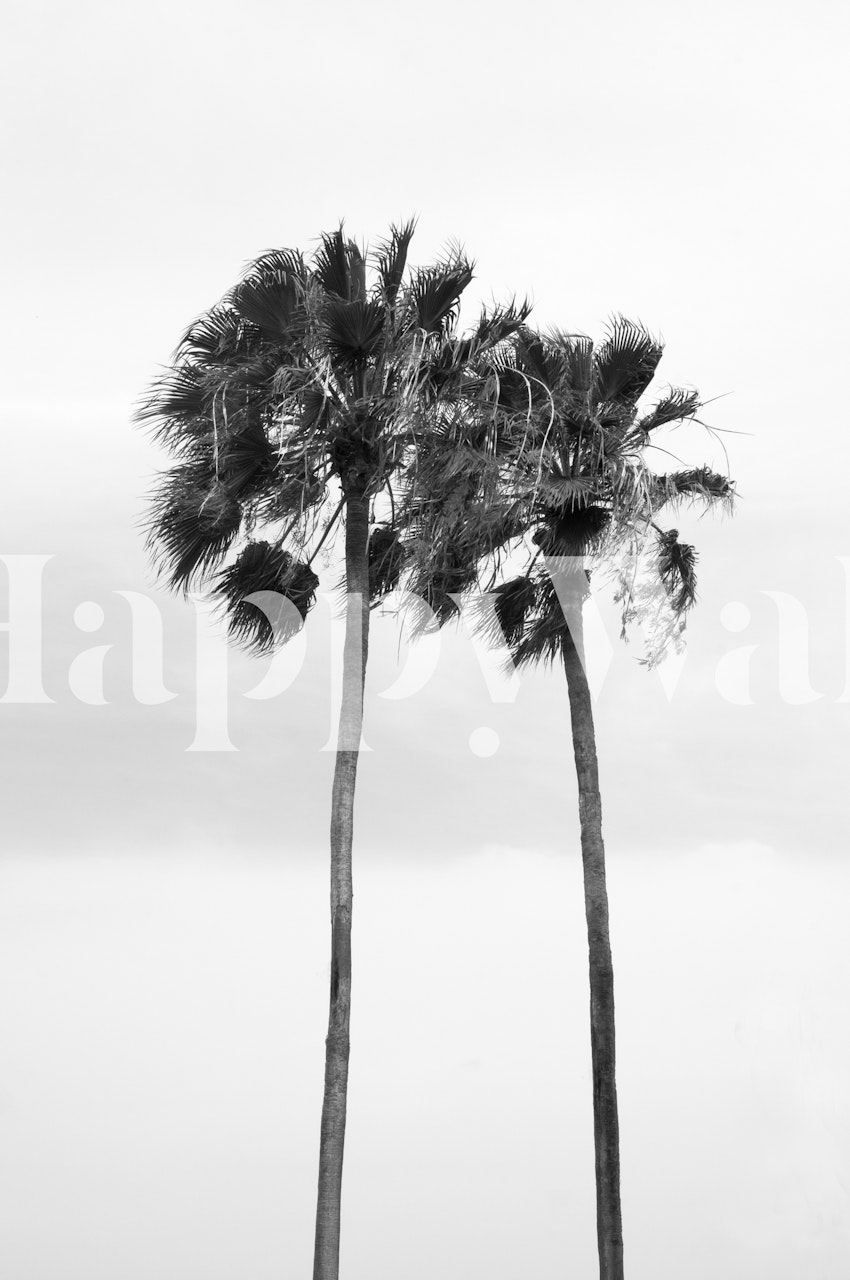 Two tall palm trees silhouette in black and white wallpaper