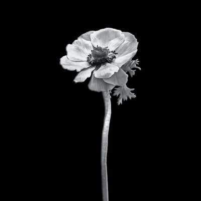 Τοιχογραφία