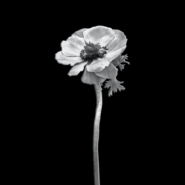 Anemone coronaria dark design