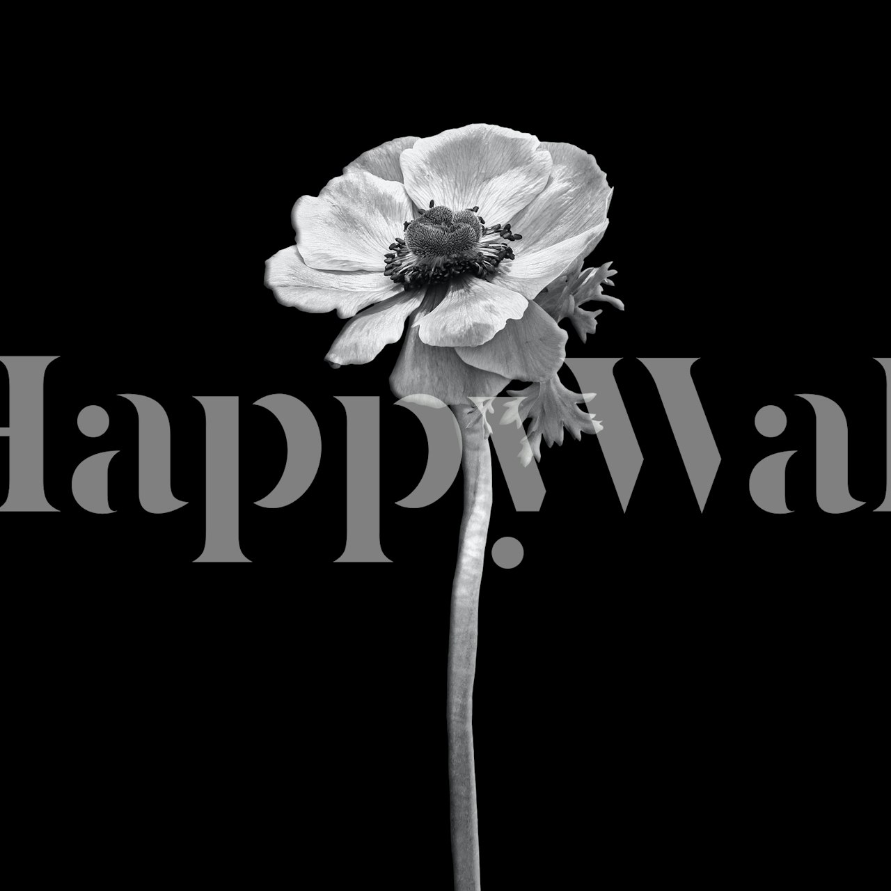 Anemone coronaria dark wallpaper v pokoji