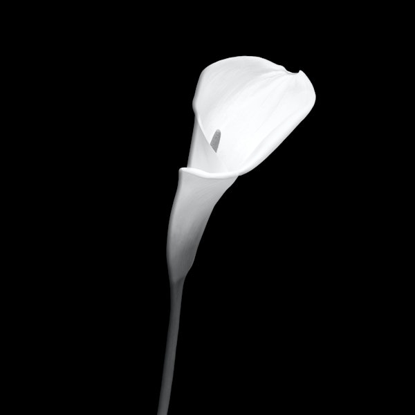 Calla dark design