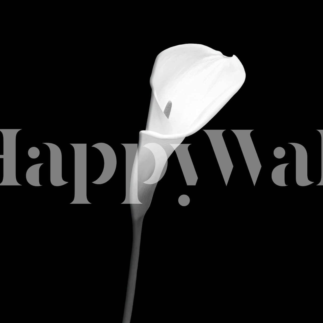 Dark background with a single white calla lily wall mural
