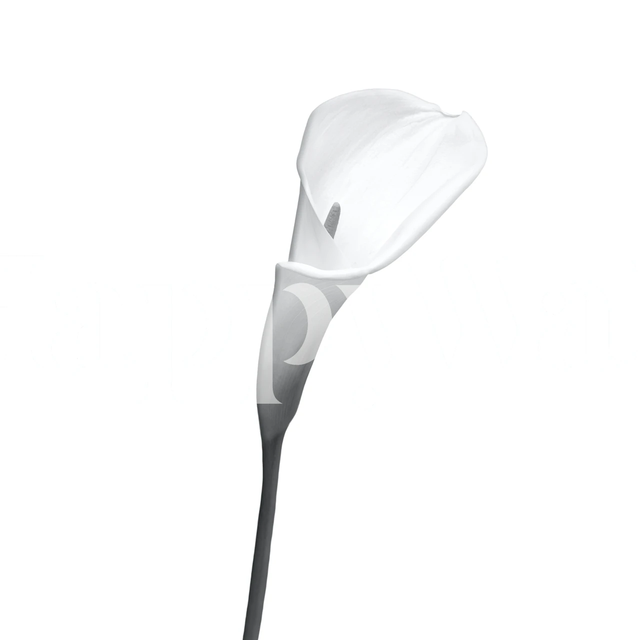 Single Calla Lily flower in black and white wallpaper