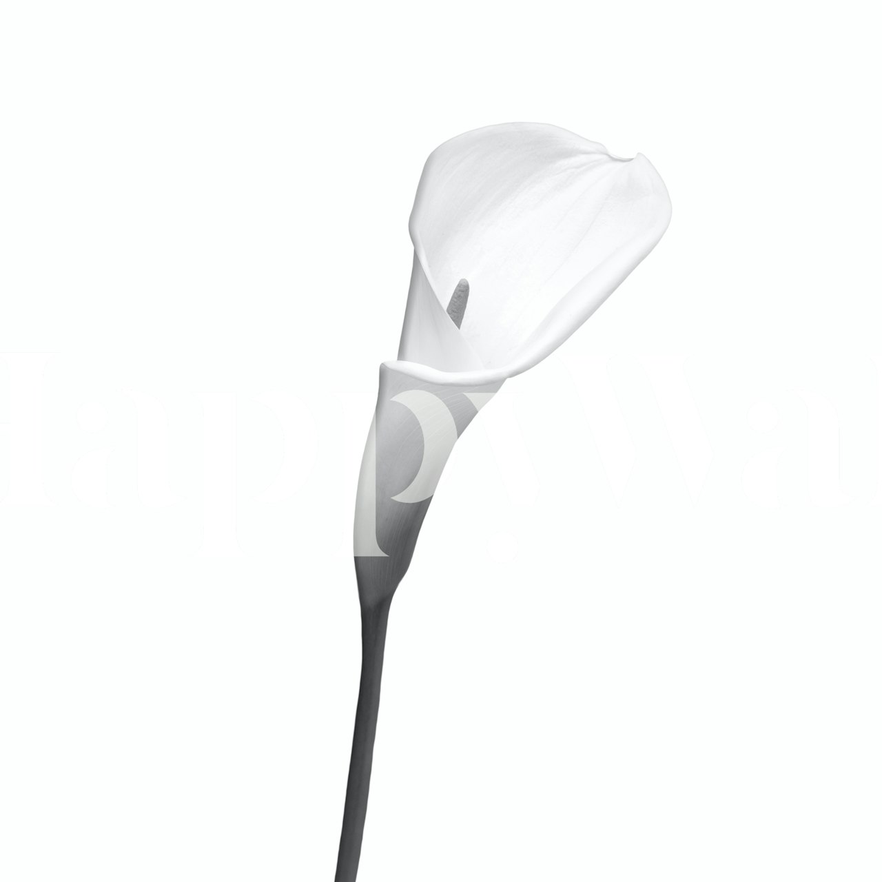 Single Calla Lily flower in black and white wallpaper