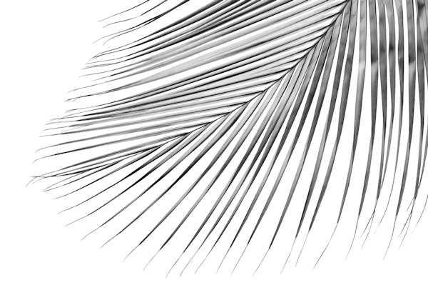 Silver Gray Palm Leaf Dream 1