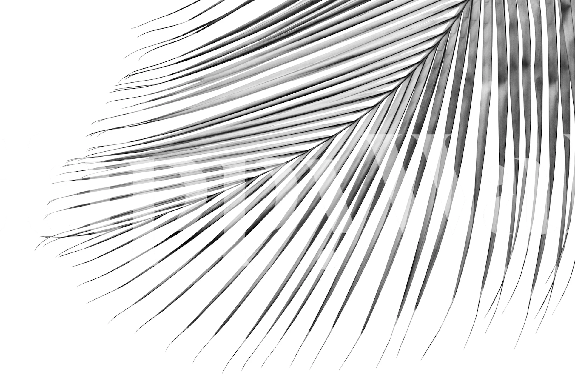 Silver Gray Palm Leaf tapetti huoneessa