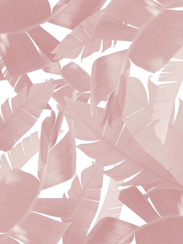 Banana Palm Leaves Jungle 5