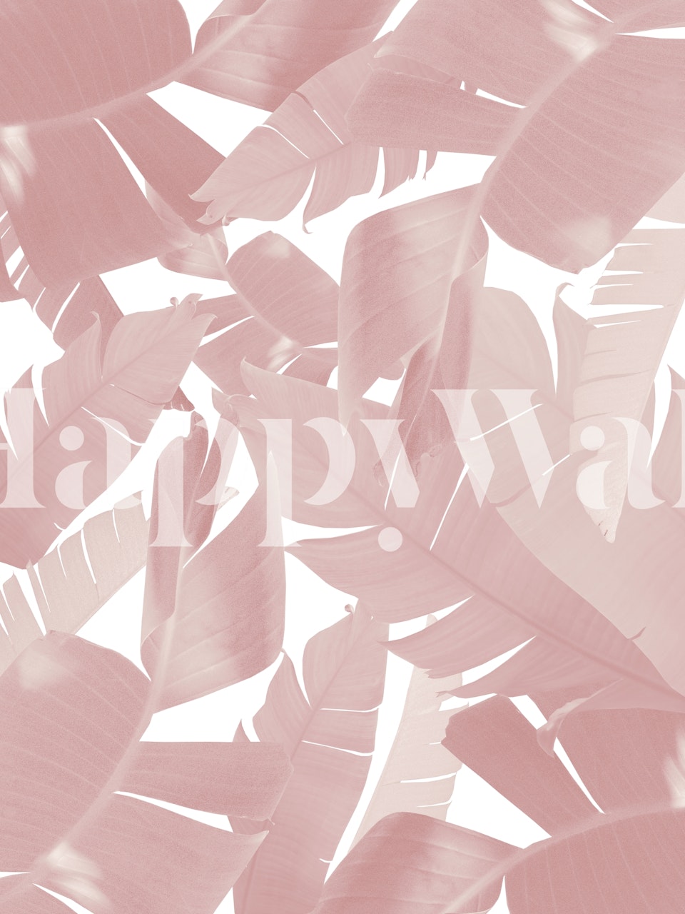Pink banana leaves on a white background wallpaper