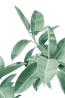Ficus Elastica Soft Green 1 tapete