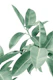 Ficus Elastica Soft Green 1